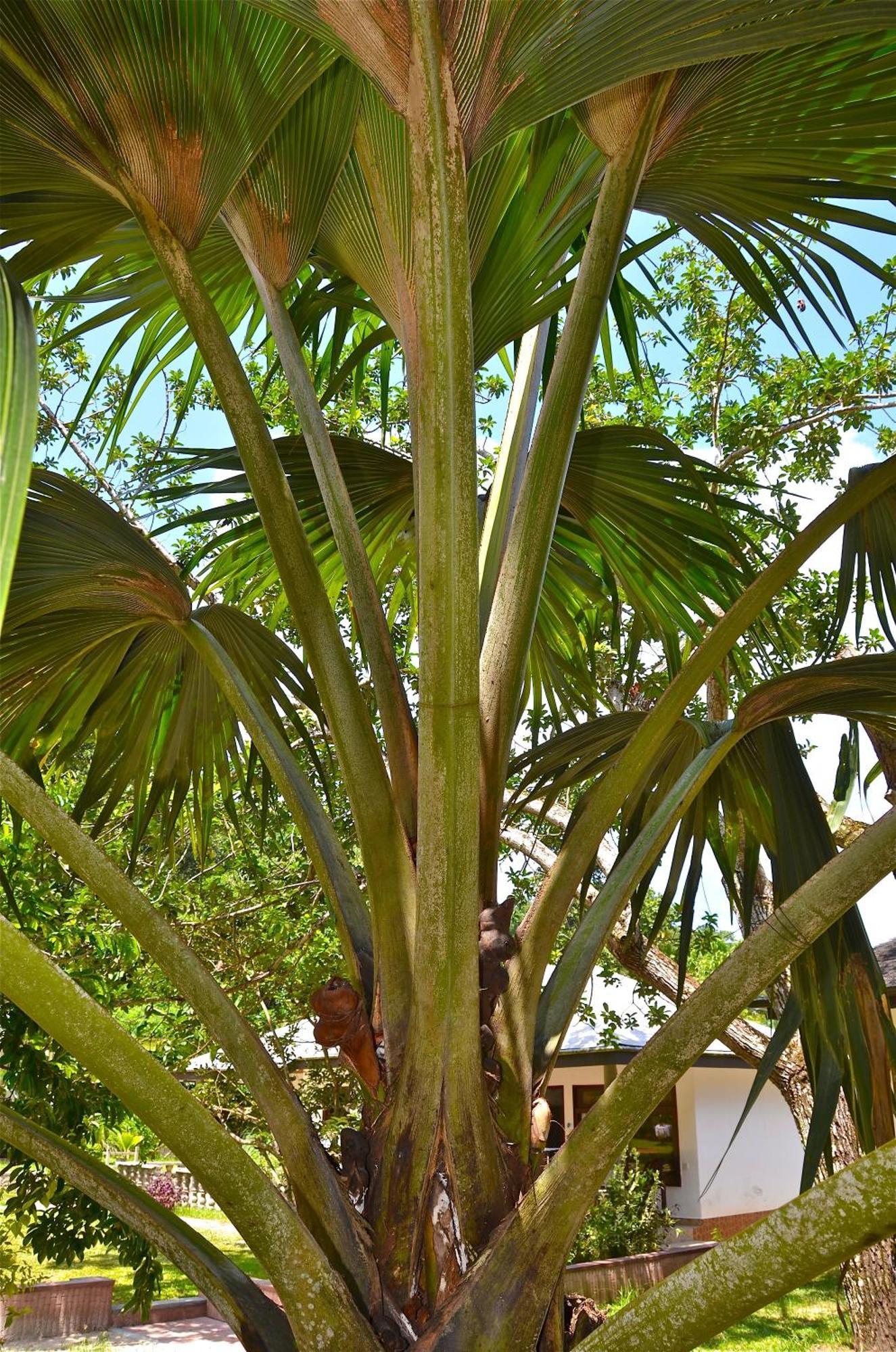 Calou Guest House La Digue Dış mekan fotoğraf